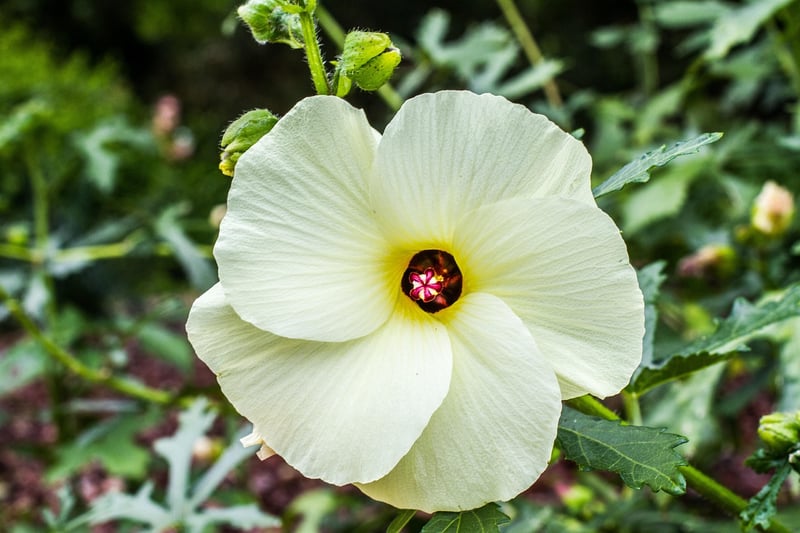 Edible Plants for Vertical Gardens