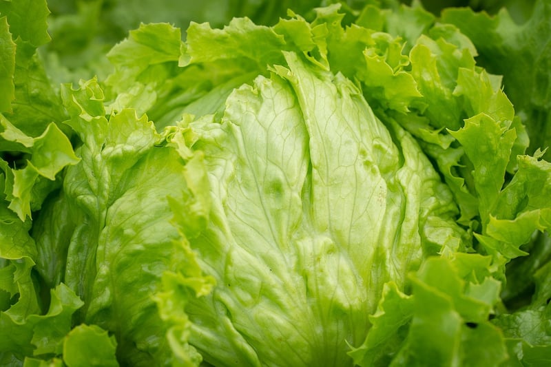 Lettuce growing vertically